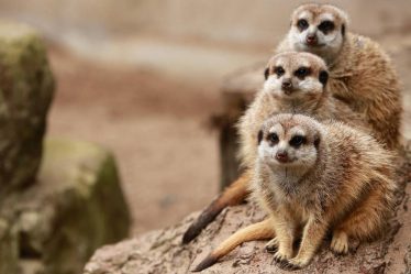 Botswana en famille : itinéraire idéal pour découvrir la faune en toute sérénité